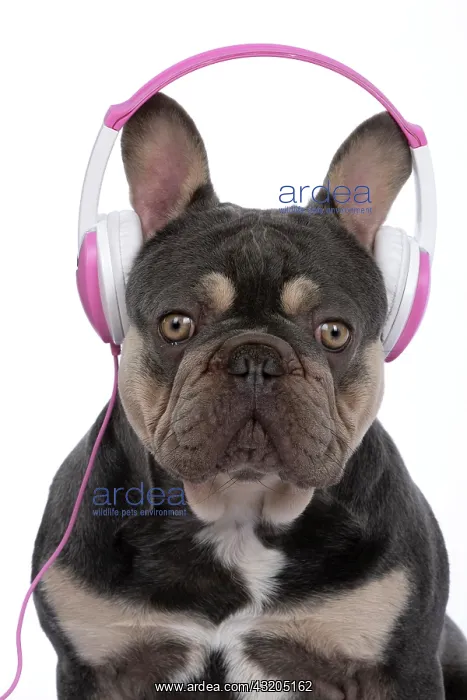  : DOG. French Bulldog, sitting wearing head phones, studio