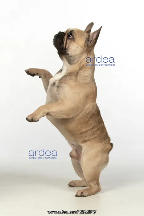 : DOG. French bulldog, standing up on back legs : DOG. French bulldog, standing up on back legs