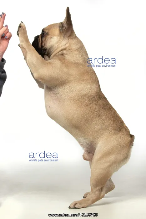 : DOG. French bulldog, standing up on back legs : DOG. French bulldog, standing up on back legs