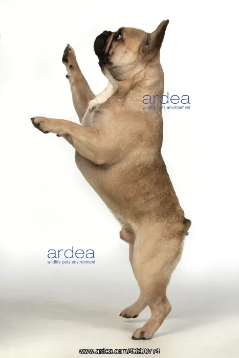  : DOG. French bulldog, standing up on back legs