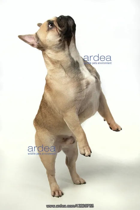 : DOG. French bulldog, standing up on back legs : DOG. French bulldog, standing up on back legs