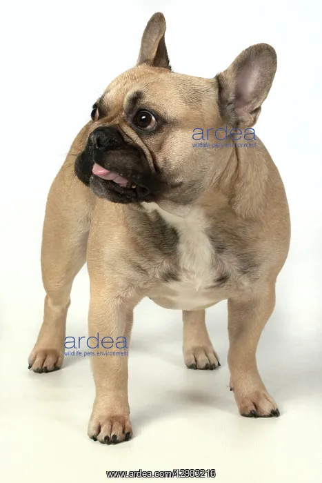 : DOG. French bulldog, standing, studio, white background : DOG. French bulldog, standing, studio, white background