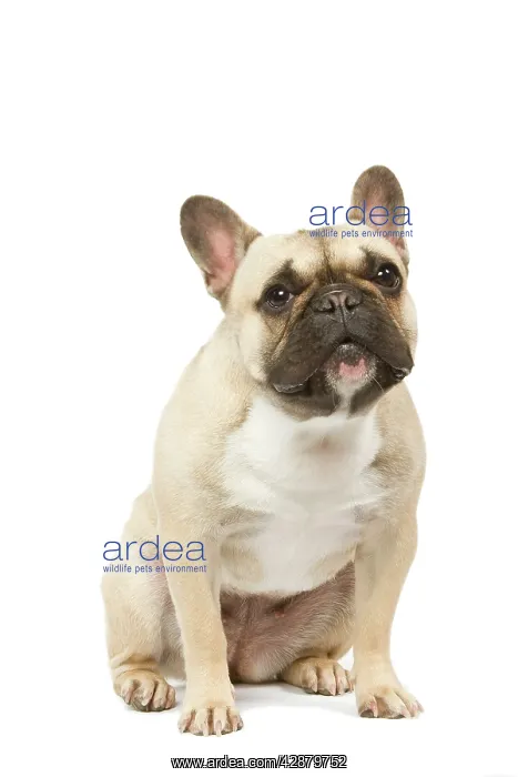 : Dog - French Bulldog in studio : Dog - French Bulldog in studio