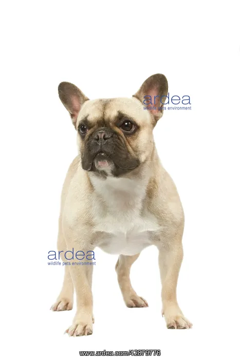 : Dog - French Bulldog in studio : Dog - French Bulldog in studio