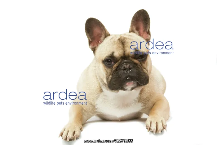 : Dog - French Bulldog in studio : Dog - French Bulldog in studio