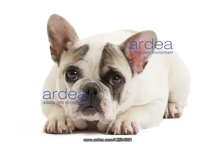 : Dog - French Bulldog in studio : Dog - French Bulldog in studio