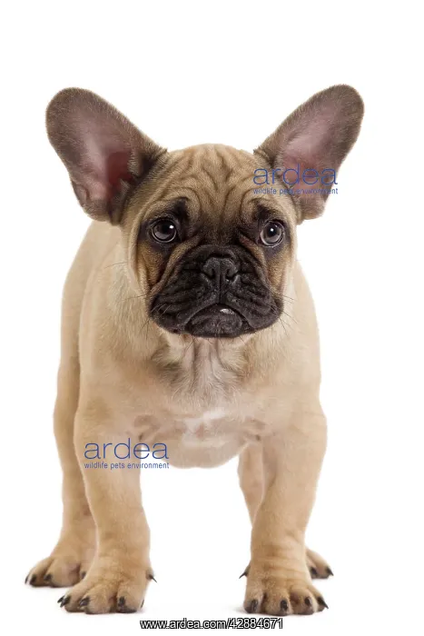 : Dog - French Bulldog in studio : Dog - French Bulldog in studio