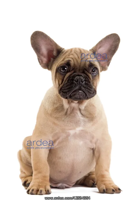 : Dog - French Bulldog in studio : Dog - French Bulldog in studio