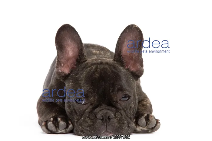 : Dog - French Bulldog in studio : Dog - French Bulldog in studio