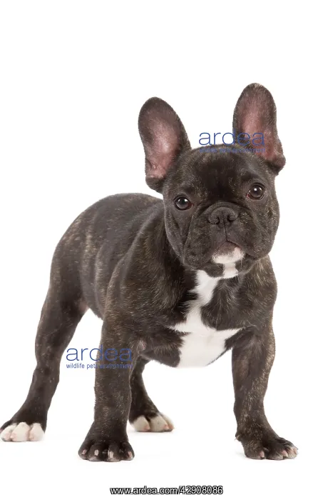 : Dog - French Bulldog in studio : Dog - French Bulldog in studio