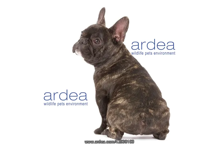 : Dog - French Bulldog in studio : Dog - French Bulldog in studio
