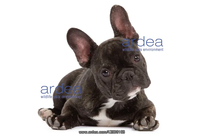 : Dog - French Bulldog in studio : Dog - French Bulldog in studio