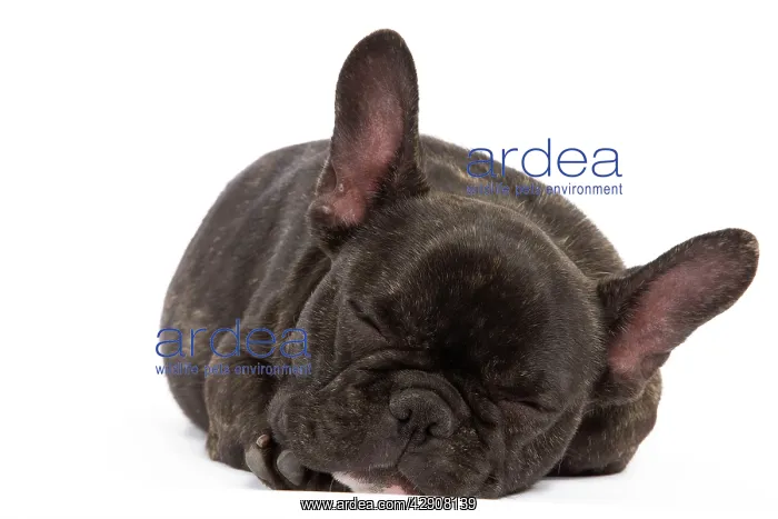 : Dog - French Bulldog in studio : Dog - French Bulldog in studio