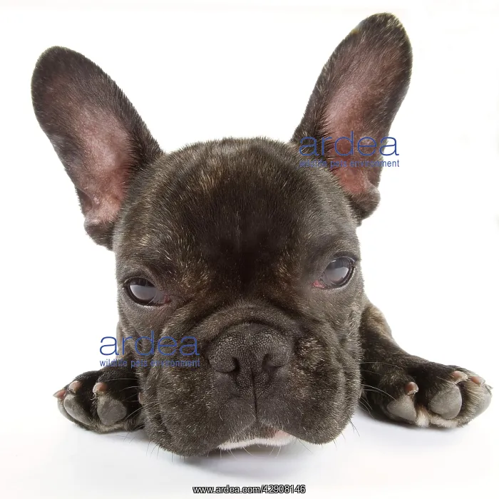 : Dog - French Bulldog in studio : Dog - French Bulldog in studio