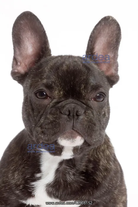 : Dog - French Bulldog in studio : Dog - French Bulldog in studio