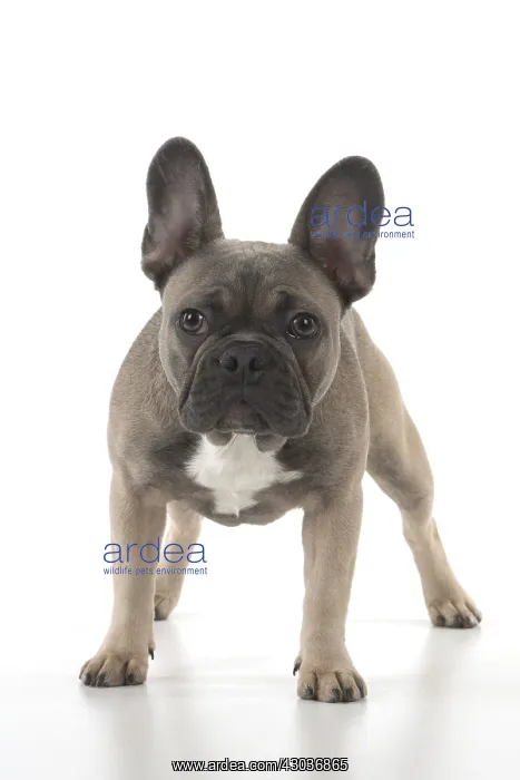  : DOG. French Bulldog studio