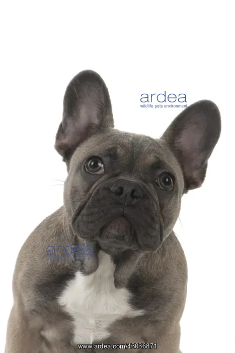  : DOG. French Bulldog studio
