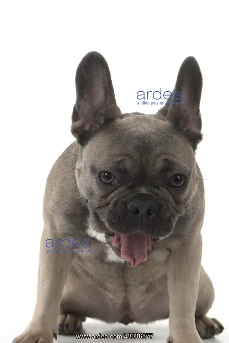  : DOG. French Bulldog studio