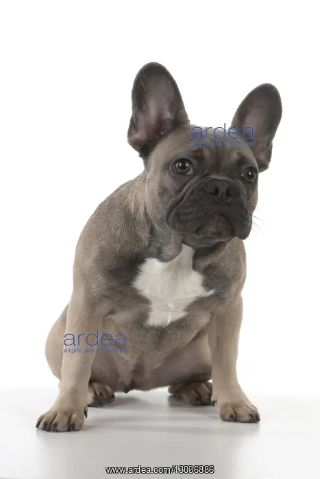  : DOG. French Bulldog studio
