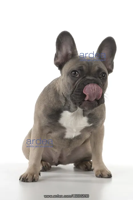  : DOG. French Bulldog studio