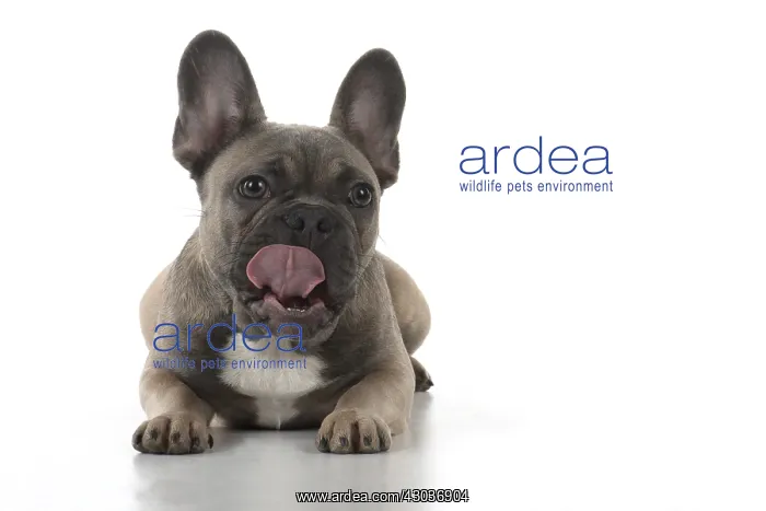  : DOG. French Bulldog studio