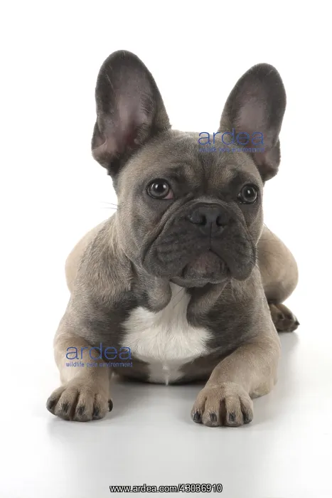  : DOG. French Bulldog studio