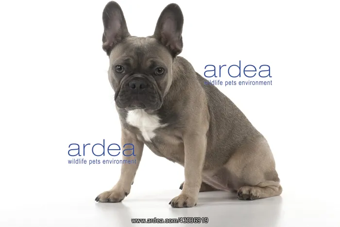  : DOG. French Bulldog studio