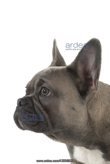  : DOG. French Bulldog studio