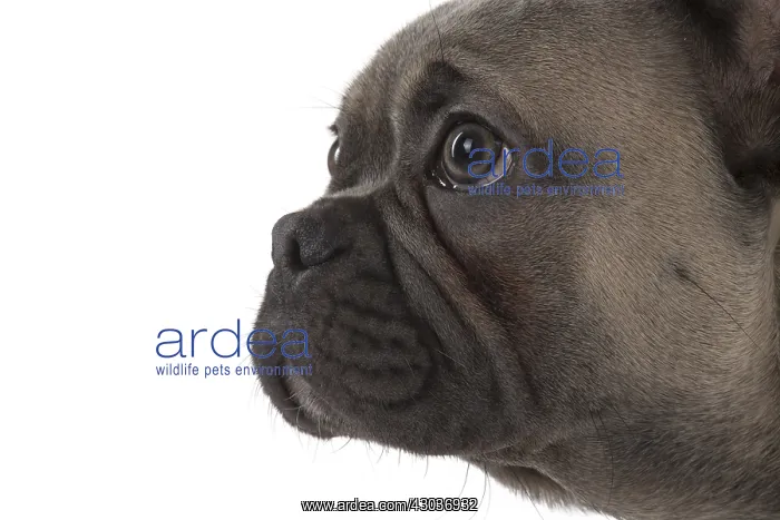  : DOG. French Bulldog studio