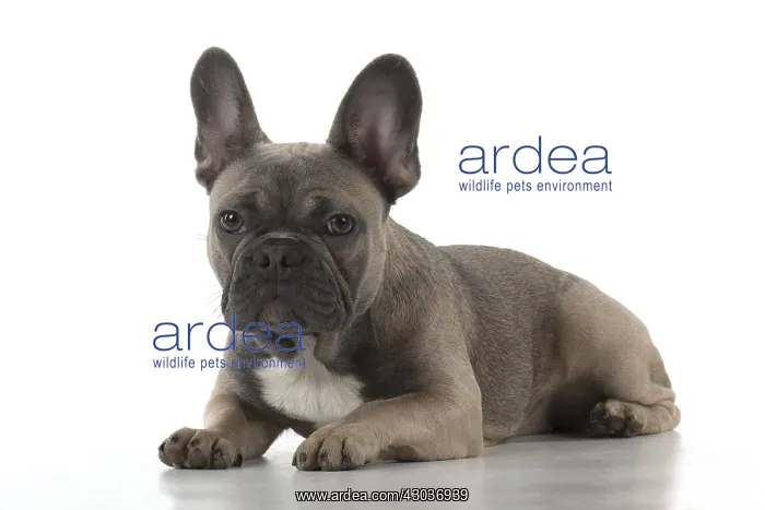  : DOG. French Bulldog studio