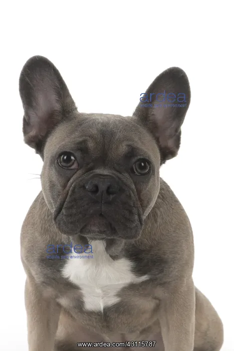  : DOG. French Bulldog studio