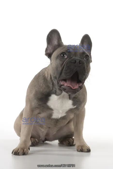  : DOG. French Bulldog studio