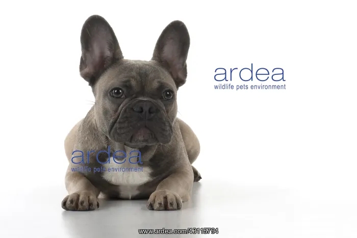  : DOG. French Bulldog studio