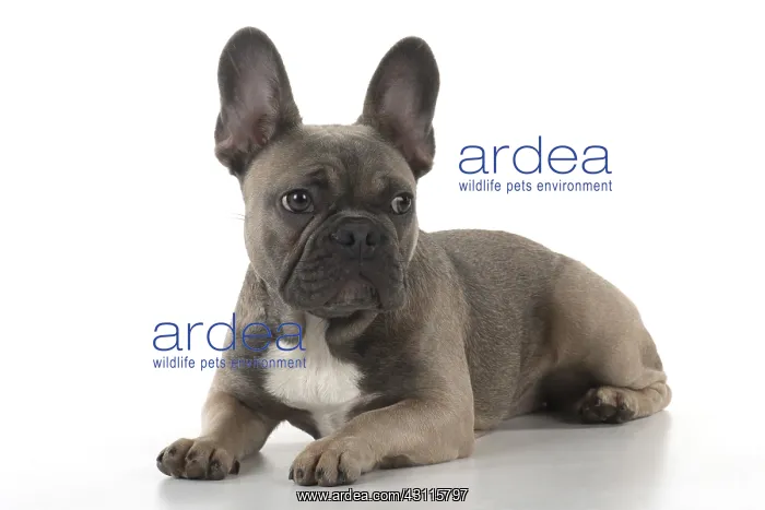  : DOG. French Bulldog studio