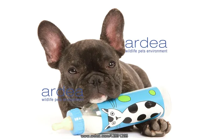 : Dog - French Bulldog in studio with baby bottle of milk : Dog - French Bulldog in studio with baby bottle of milk