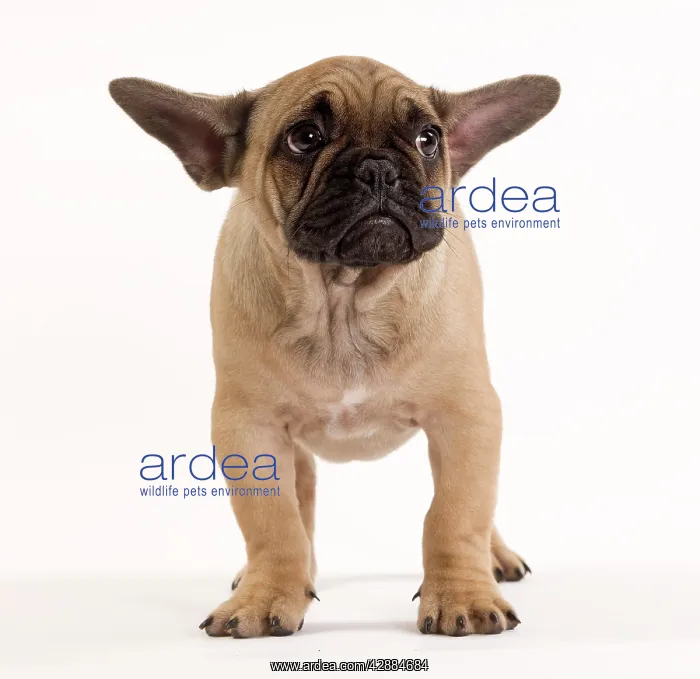 : Dog - French Bulldog in studio looking sad / scared : Dog - French Bulldog in studio looking sad / scared