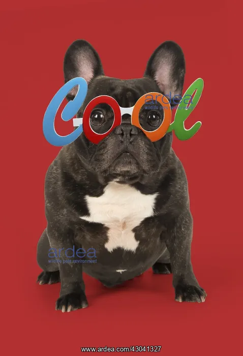 : DOG. French Bulldog in studio wearing Cool glasses : DOG. French Bulldog in studio wearing Cool glasses
