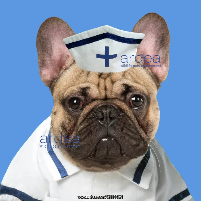 : DOG. French Bulldog in studio wearing a nurse outfit : DOG. French Bulldog in studio wearing a nurse outfit