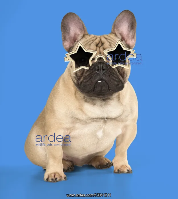  : DOG. French Bulldog in studio wearing star sun glasses
