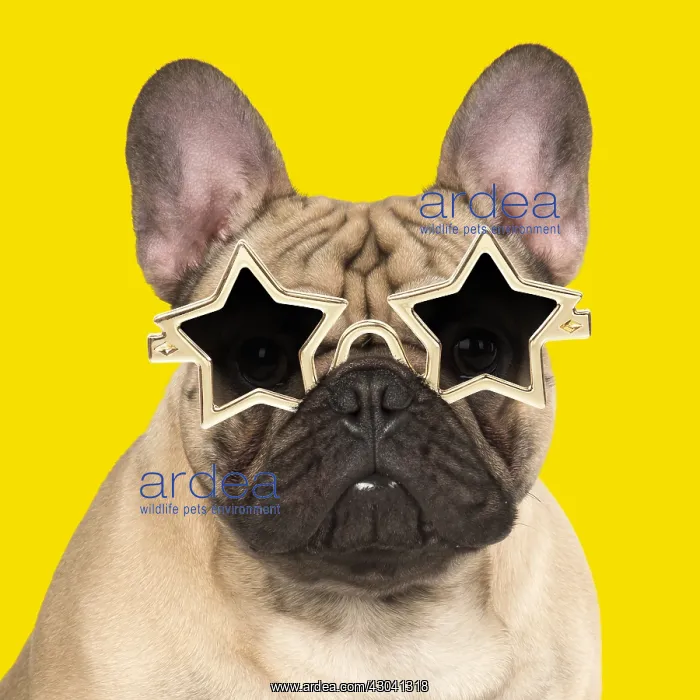 : DOG. French Bulldog in studio wearing star sun glasses : DOG. French Bulldog in studio wearing star sun glasses