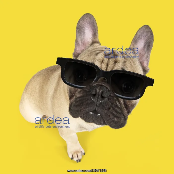 : DOG. French Bulldog in studio wearing sunglasses : DOG. French Bulldog in studio wearing sunglasses