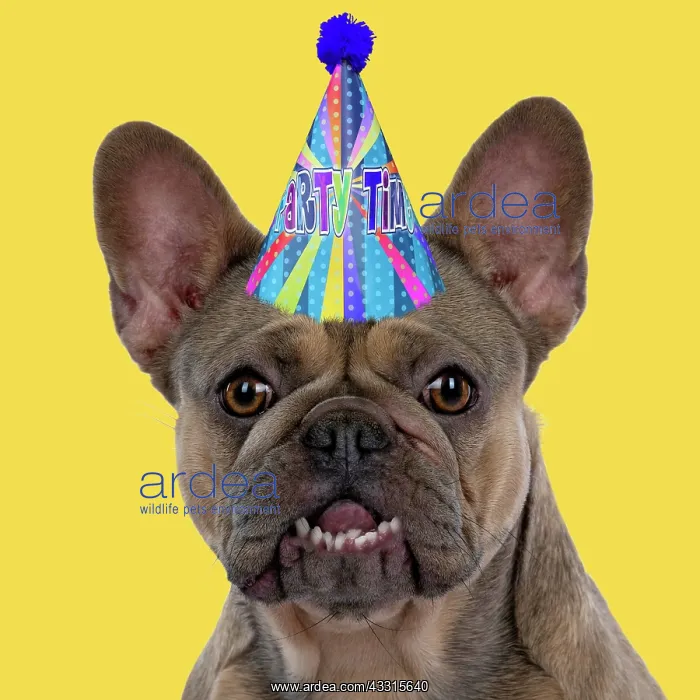 : DOG. French Bulldog wearing a birthday party hat : DOG. French Bulldog wearing a birthday party hat