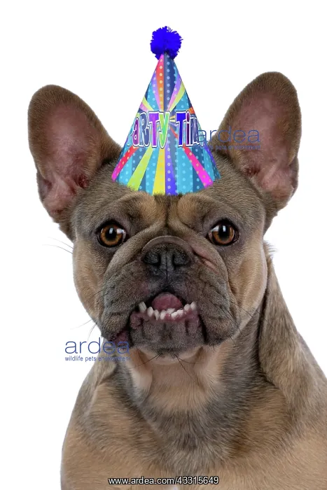 : DOG. French Bulldog wearing a birthday party hat : DOG. French Bulldog wearing a birthday party hat