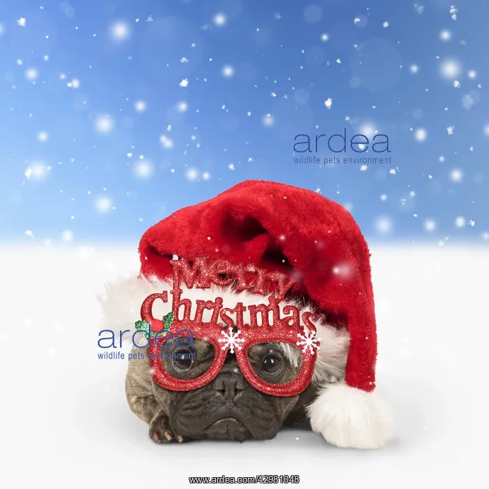 : DOG. French Bulldog wearing Christmas hat and : DOG. French Bulldog wearing Christmas hat and