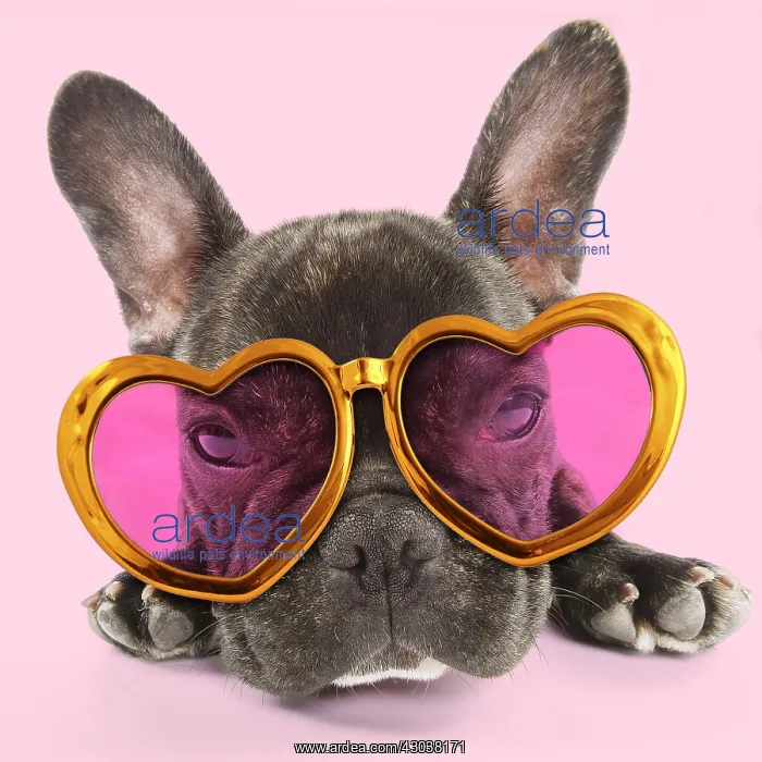 : Dog - French Bulldog wearing heart shaped sun-glasses : Dog - French Bulldog wearing heart shaped sun-glasses