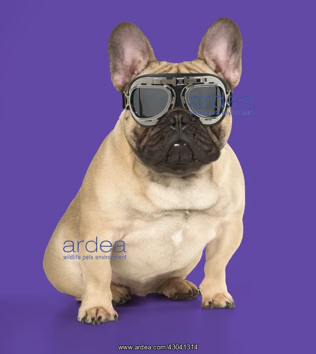  : DOG. French Bulldog wearing pilot goggles Digital