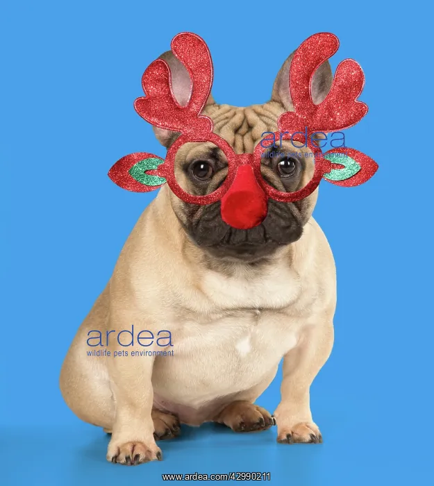 : DOG. French Bulldog wearing Rudolph antler Christmas glasses : DOG. French Bulldog wearing Rudolph antler Christmas glasses
