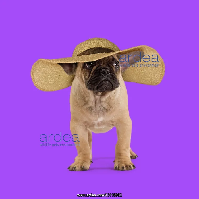 : Dog - French Bulldog wearing straw sun hat looking : Dog - French Bulldog wearing straw sun hat looking