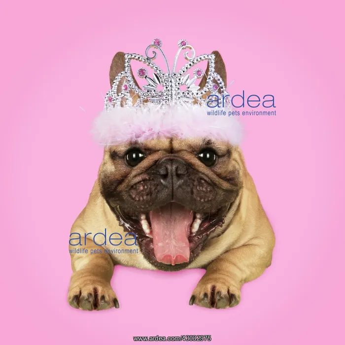  : Dog, French Bulldog wearing Tiara