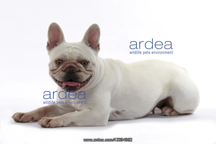 : DOG. French Bulldog, white, laying down, studio : DOG. French Bulldog, white, laying down, studio